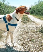 MAJA, Hund, Mischlingshund in Griechenland - Bild 7