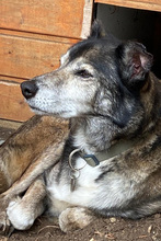 LUPETTO, Hund, Mischlingshund in Gilching - Bild 1