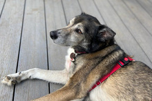 LUPETTO, Hund, Mischlingshund in Gilching - Bild 11