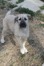 NAIDA, Hund, Mischlingshund in Rumänien