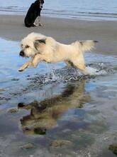 NAIDA, Hund, Mischlingshund in Rumänien - Bild 4