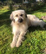 NAIDA, Hund, Mischlingshund in Rumänien - Bild 6