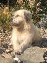 NAIDA, Hund, Mischlingshund in Rumänien - Bild 7