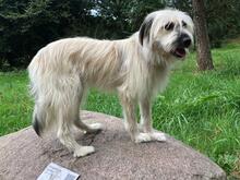 NAIDA, Hund, Mischlingshund in Rumänien - Bild 9