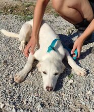 MYRTO, Hund, Mischlingshund in Griechenland - Bild 3