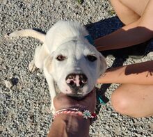 MYRTO, Hund, Mischlingshund in Griechenland - Bild 5