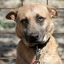 ESTHER, Hund, Mischlingshund in Ungarn - Bild 1
