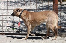 ESTHER, Hund, Mischlingshund in Ungarn - Bild 3