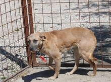 ESTHER, Hund, Mischlingshund in Ungarn - Bild 4