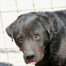 MERLIN, Hund, Mischlingshund in Ungarn - Bild 1