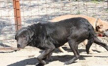 MERLIN, Hund, Mischlingshund in Ungarn - Bild 2