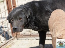 MERLIN, Hund, Mischlingshund in Ungarn - Bild 3