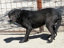 MERLIN, Hund, Mischlingshund in Ungarn - Bild 5