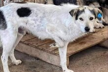 HENRY, Hund, Mischlingshund in Rumänien