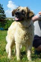 MIRA, Hund, Mischlingshund in Bulgarien - Bild 1