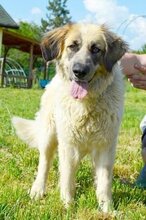 MIRA, Hund, Mischlingshund in Bulgarien - Bild 2