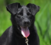 HARLEYS127, Hund, Mischlingshund in Slowakische Republik - Bild 1