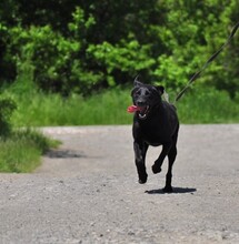HARLEYS127, Hund, Mischlingshund in Slowakische Republik - Bild 10