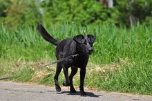 HARLEYS127, Hund, Mischlingshund in Slowakische Republik - Bild 11