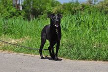 HARLEYS127, Hund, Mischlingshund in Slowakische Republik - Bild 12