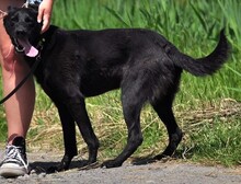 HARLEYS127, Hund, Mischlingshund in Slowakische Republik - Bild 13