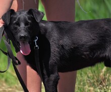 HARLEYS127, Hund, Mischlingshund in Slowakische Republik - Bild 14