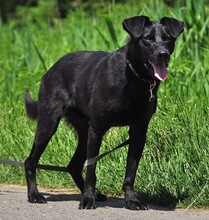 HARLEYS127, Hund, Mischlingshund in Slowakische Republik - Bild 15