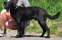 HARLEYS127, Hund, Mischlingshund in Slowakische Republik - Bild 2