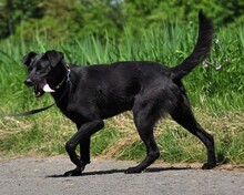 HARLEYS127, Hund, Mischlingshund in Slowakische Republik - Bild 3