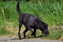 HARLEYS127, Hund, Mischlingshund in Slowakische Republik - Bild 4