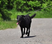 HARLEYS127, Hund, Mischlingshund in Slowakische Republik - Bild 5