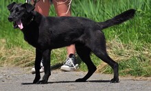 HARLEYS127, Hund, Mischlingshund in Slowakische Republik - Bild 6