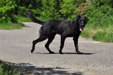 HARLEYS127, Hund, Mischlingshund in Slowakische Republik - Bild 7