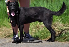 HARLEYS127, Hund, Mischlingshund in Slowakische Republik - Bild 8