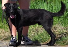 HARLEYS127, Hund, Mischlingshund in Slowakische Republik - Bild 9