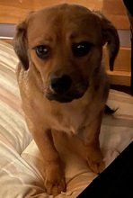 ALINA, Hund, Mischlingshund in Nörten-Hardenberg - Bild 3
