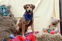 HERCEG, Hund, Mischlingshund in Ungarn - Bild 2