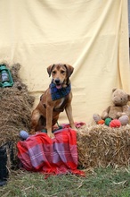 HERCEG, Hund, Mischlingshund in Ungarn - Bild 3