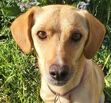 BIONDA, Hund, Mischlingshund in Italien - Bild 1