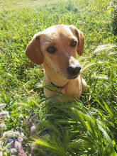 BIONDA, Hund, Mischlingshund in Italien - Bild 7