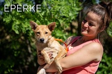 EPERKE, Hund, Mischlingshund in Wuppertal - Bild 2