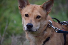 EPERKE, Hund, Mischlingshund in Wuppertal - Bild 3