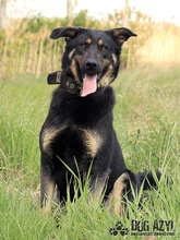 PERI, Hund, Mischlingshund in Slowakische Republik - Bild 11
