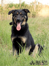 PERI, Hund, Mischlingshund in Slowakische Republik - Bild 12