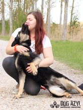 PERI, Hund, Mischlingshund in Slowakische Republik - Bild 14