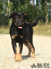 PERI, Hund, Mischlingshund in Slowakische Republik - Bild 17