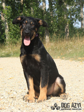 PERI, Hund, Mischlingshund in Slowakische Republik - Bild 21