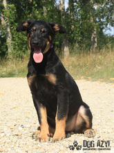 PERI, Hund, Mischlingshund in Slowakische Republik - Bild 22
