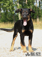 PERI, Hund, Mischlingshund in Slowakische Republik - Bild 24