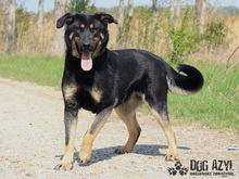 PERI, Hund, Mischlingshund in Slowakische Republik - Bild 3